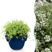 Green boutiQ - Perennial - Thymus praecox Albiflorus - White creeping thyme - Fragrant - White - 1 Plant - Pot 11cm - Height 15-25cm