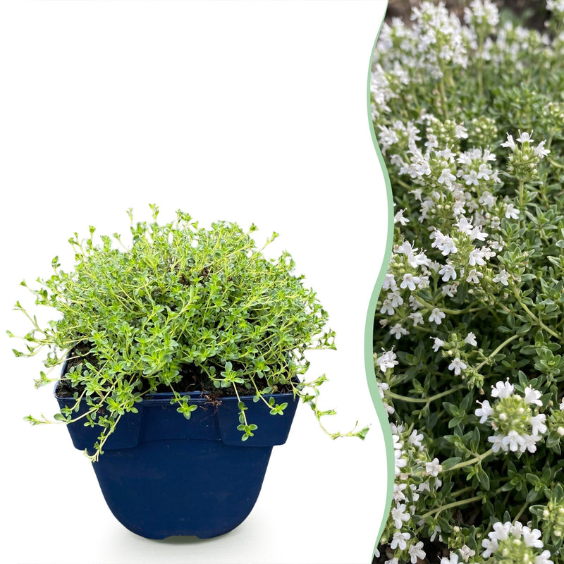Green boutiQ - Perennial - Thymus praecox Albiflorus - White creeping thyme - Fragrant - White - 1 Plant - Pot 11cm - Height 15-25cm