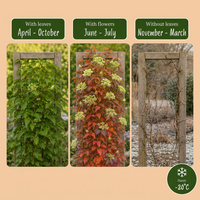 2x Parthenocissus tr. 'Veitchii Boskoop' - Boston ivy - Yellow - Green - Climber - Ø9cm - ↕35cm