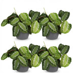 Green boutiQ - Zimmerpflanze - Maranta Fascinator Silverband - Gebetspflanze - Haustierfreundliche Pflanze - Grün - 4 Pflanzen - mit Übertopf Grau - Topf 12cm - Höhe 25cm
