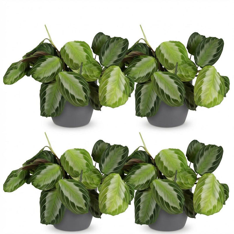 Green boutiQ - Kamerplant - Maranta Fascinator Silverband - Gebedsplant - Huisdiervriendelijke Plant - Groen - 4 Planten - met Potter Grijs - Pot 12cm - Hoogte 25cm