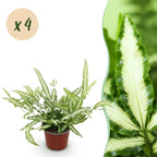 Green boutiQ - Zimmerpflanze - Pteris cretica Albolineata - Bandfarn - Haustierfreundlich - Bunt - 4 Pflanzen - Topf 12cm - Höhe 28-30cm