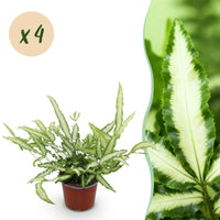 Green boutiQ - Kamerplant - Pteris cretica Albolineata - Lintvaren - Huisdiervriendelijk - Bont - 4 Planten - Pot 12cm - Hoogte 28-30cm