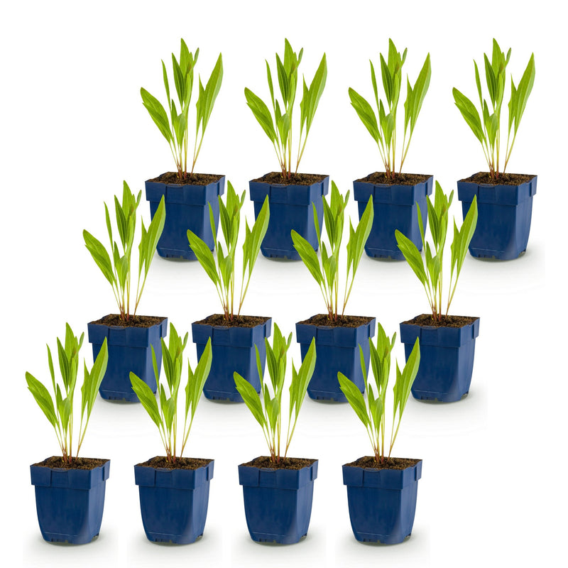Green boutiQ - Vasteplant - Echinacea paradoxa - Zonnehoed - Bijen- en vlinderlokkers - Geel - 12 Planten - Pot 11cm - Hoogte 15-25cm