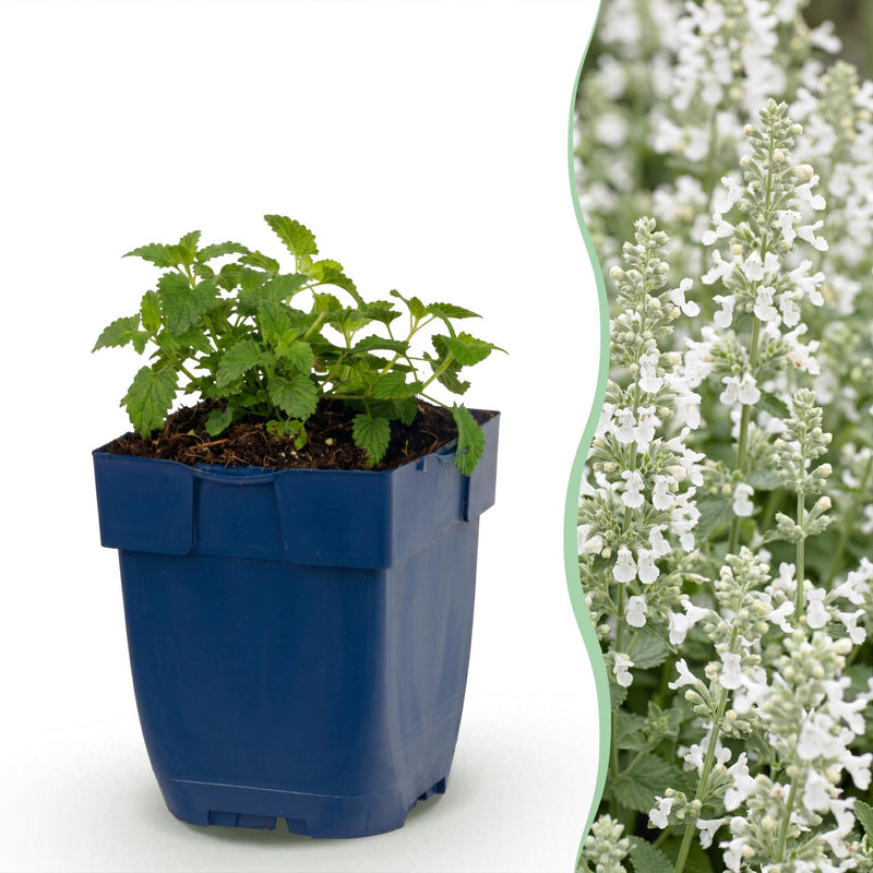 Green boutiQ - Vasteplant - Nepeta faassenii Snowflake - Kattenkruid - Bijen en Vlinderlokkers - Wit - 1 Plant - Pot 11cm - Hoogte 15-25cm
