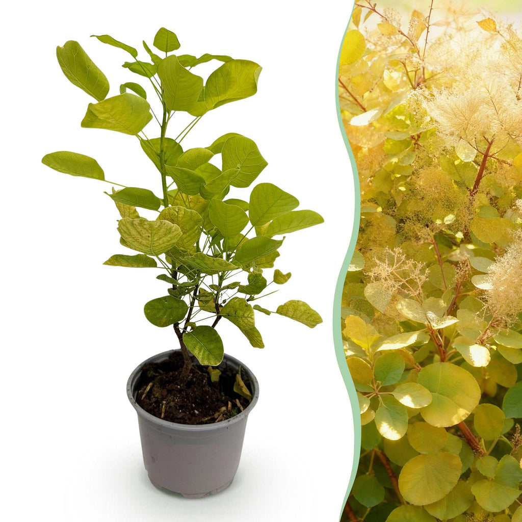 Green boutiQ - Gartenpflanze - Cotinus coggygria Golden Spirit - Gelb - 1 Pflanze - Laubabwerfend - Pflegeleicht - Topf 12 cm Höhe 35 cm