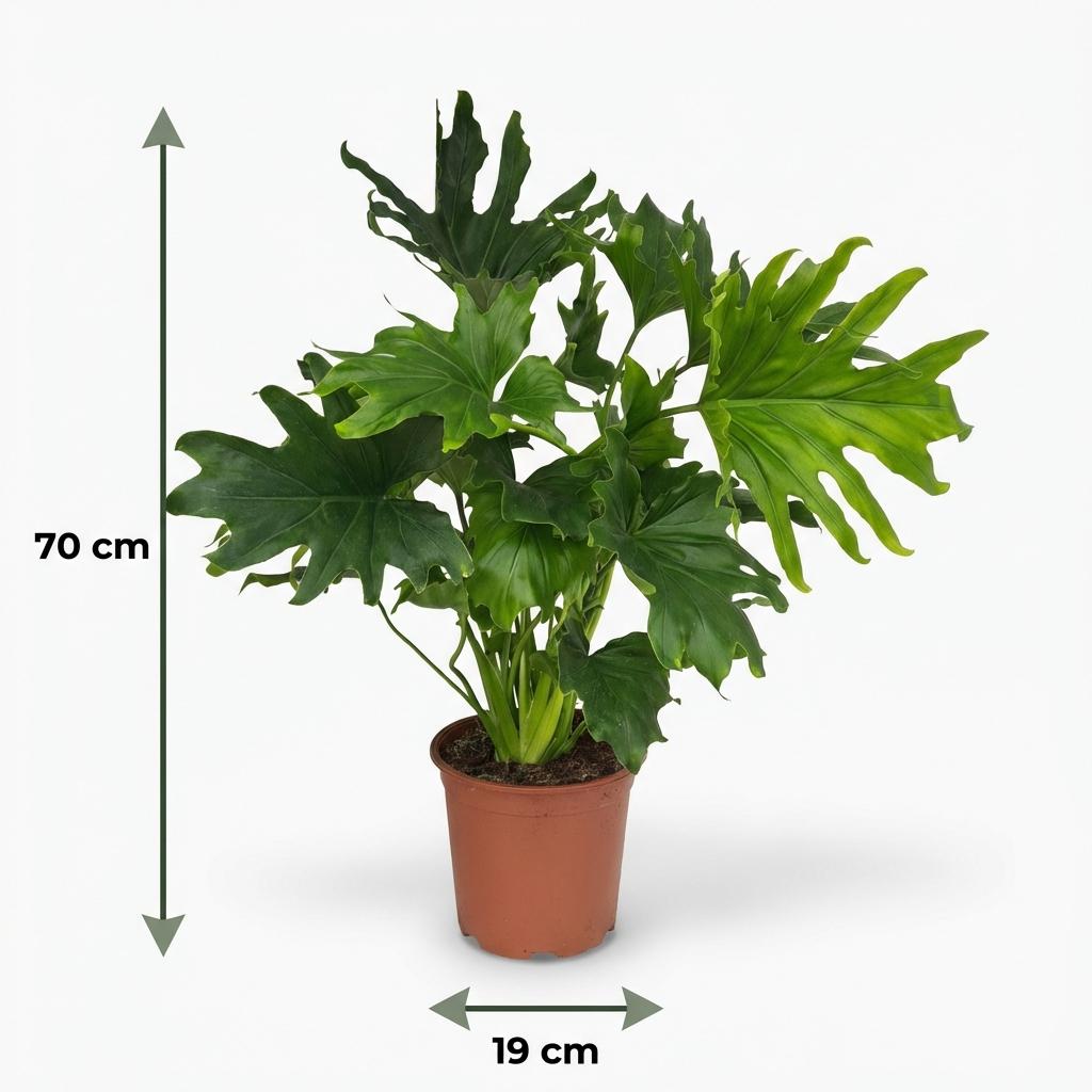 Green boutiQ - Plante d'intérieur - Philodendron - Philodendron Lickety Split - Vert - Entretien facile - 1 plante - Pot 19cm - Hauteur 70cm