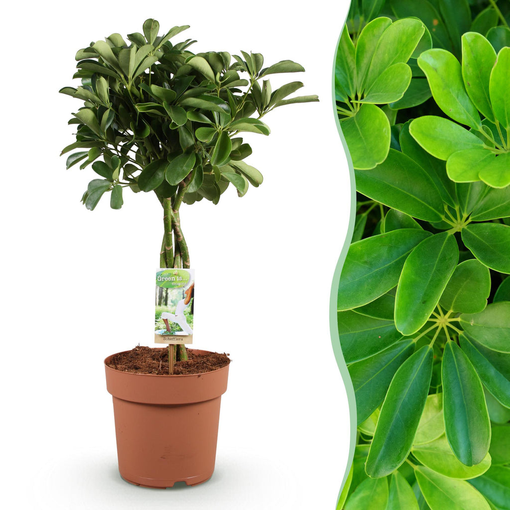 Green BoutiQ - Green is... Plantes d'intérieur - Schefflera Nora - Arbre ombrelle - Peu d'entretien - Vert - 1 plante - Pot 21cm - Hauteur 70-82cm
