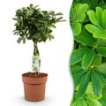 Green BoutiQ - Green is... Plantes d'intérieur - Schefflera Nora - Arbre ombrelle - Peu d'entretien - Vert - 1 plante - Pot 21cm - Hauteur 70-82cm