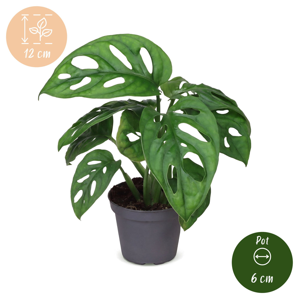 Monstera Obliqua - Unicorn Plant - Green - Tropical - Ø6cm - ↕12cm