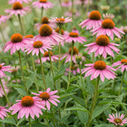 Green boutiQ - Plante vivace - Echinacea purp. Magnus - Échinacée - Mellifère et attirant les papillons - Rose - 6 Plantes - Pot 11cm - Hauteur 15-25cm