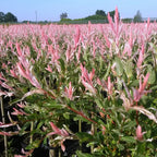 Salix Flamingo - Ø 17 cm - ↕ 70-80 cm