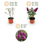 Green boutiQ - Plante de jardin - Buddleja davidii Butterfly Candy Little Ruby - Arbre aux papillons - Compact - Rouge - 1 Plante - Pot 12cm - Hauteur 20-25cm