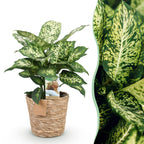 Green BoutiQ - Green is... Plantes d'intérieur - Dieffenbachia Compacta - Dieffenbachia - Peu d'entretien - avec panier - Vert - 1 Plante - Pot 17cm - Hauteur 45-50cm