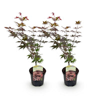 Green boutiQ - Terrasplant - Japanse Esdoorn - Acer palmatum Atropurpureum - Paars - 2 Planten - Bladverliezend - Pot 19cm Hoogte 70cm