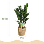 Green BoutiQ - Green is... Plantes d'intérieur - Zamioculcas - Plante ZZ - Peu d'entretien - avec panier - Vert - 2 Plantes - Pot 17cm - Hauteur 65-75cm