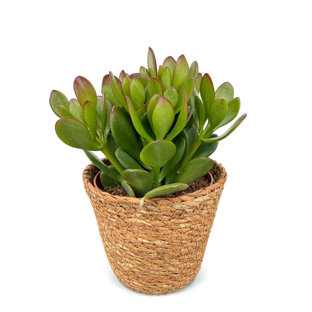 Crassula Ovata - Jade plant - Green - Succulent/cactus - incl. mand - Ø12cm