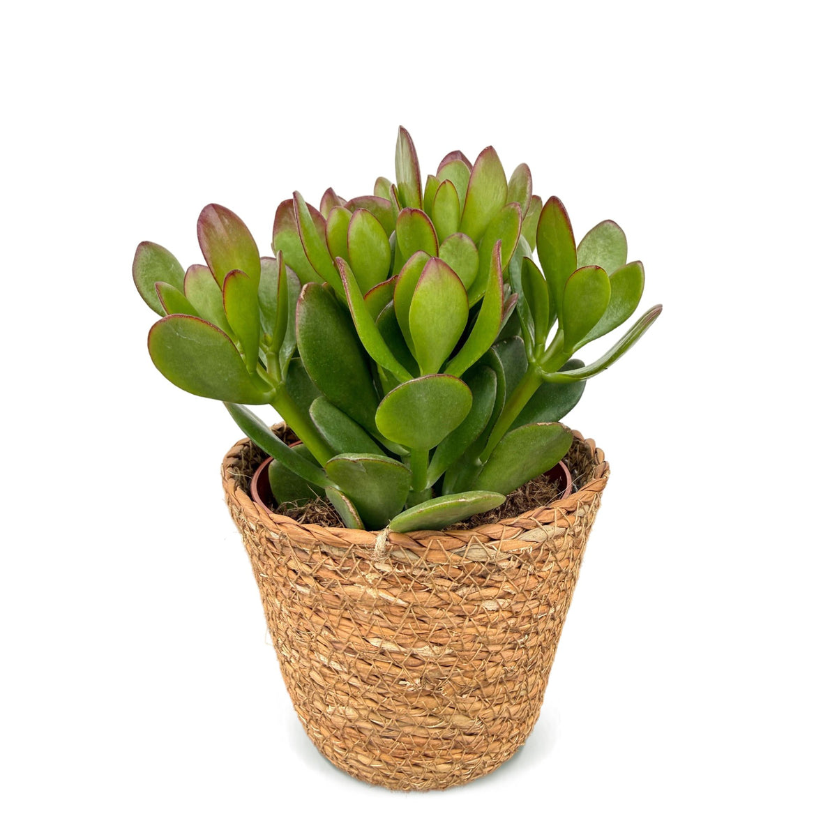 Crassula Ovata - Jade plant - Green - Succulent/cactus - incl. mand - Ø12cm