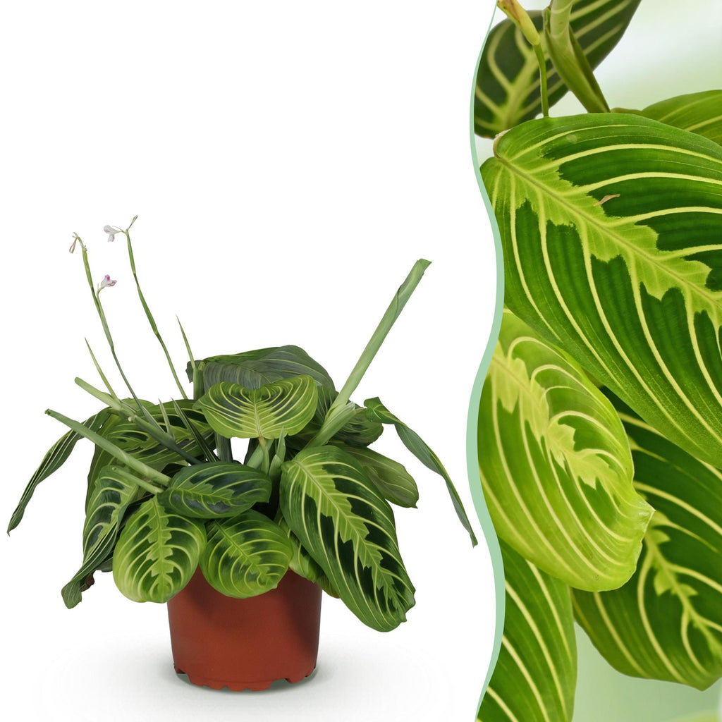 Green boutiQ - Zimmerpflanze - Maranta Fascinator Lemon Lime - Gebetspflanze - Haustierfreundliche Pflanze - Grün - 1 Pflanze - Topf 12cm - Höhe 25cm
