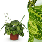 Green boutiQ - Zimmerpflanze - Maranta Fascinator Lemon Lime - Gebetspflanze - Haustierfreundliche Pflanze - Grün - 1 Pflanze - Topf 12cm - Höhe 25cm