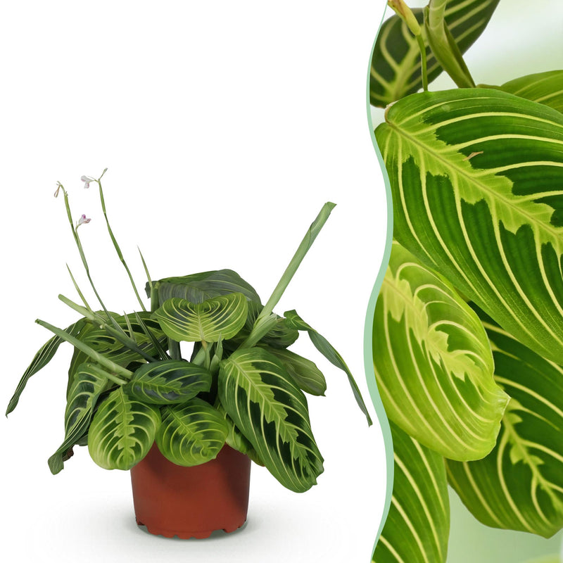 Green boutiQ - Kamerplant - Maranta Fascinator Lemon Lime - Gebedsplant - Huisdiervriendelijke Plant - Groen - 1 Plant - Pot 12cm - Hoogte 25cm