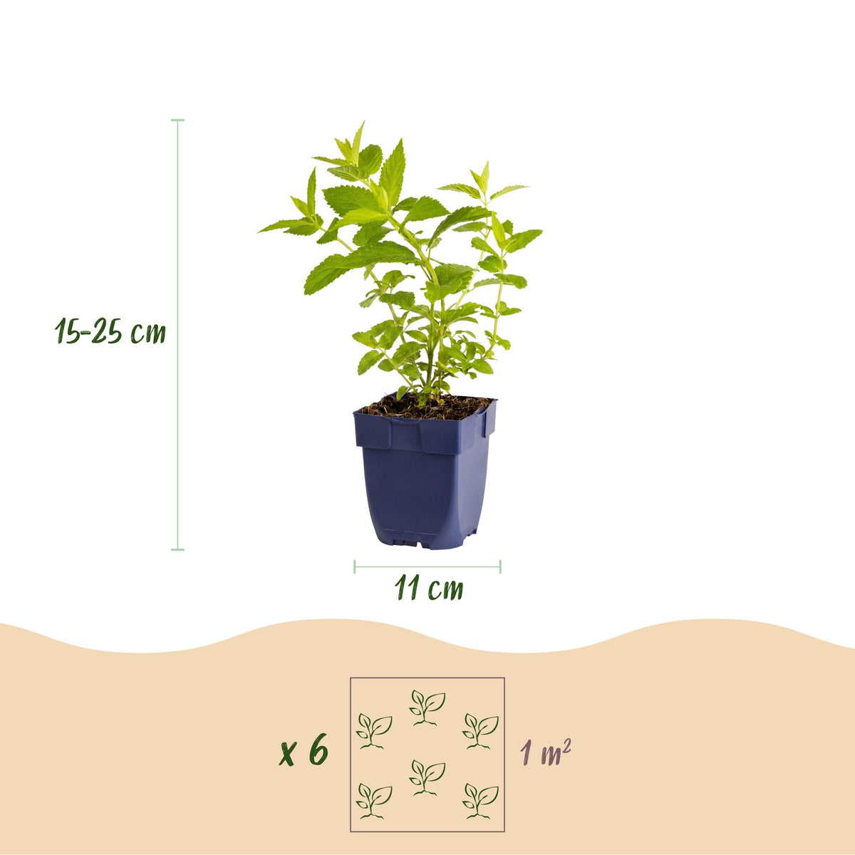 Green boutiQ - Stauden - Nepeta sib. Wild Orchid - Katzenminze - Bienen- und Schmetterlingsmagnet - Rosa - 24 Pflanzen - Topf 11cm - Höhe 15-25cm