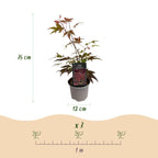 Green boutiQ - Plante de jardin - Acer palmatum Atropurpureum - Pourpre - 3 plantes - Caduc - Peu d'entretien - Pot 12 cm Hauteur 35 cm