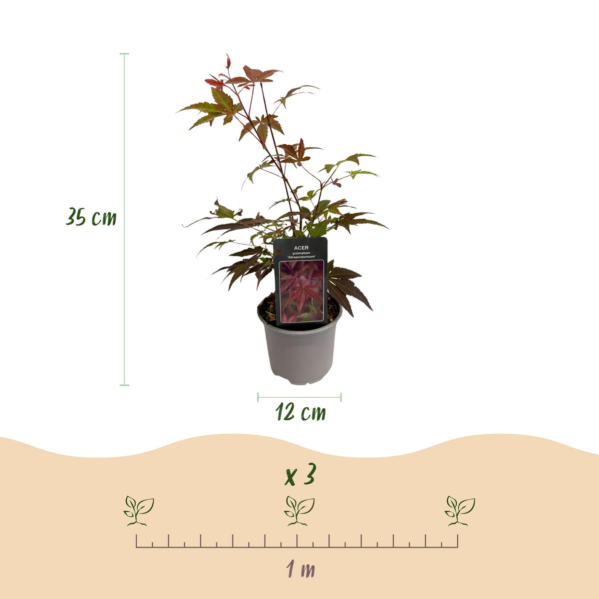 Green boutiQ - Plante de jardin - Acer palmatum Atropurpureum - Pourpre - 3 plantes - Caduc - Peu d'entretien - Pot 12 cm Hauteur 35 cm