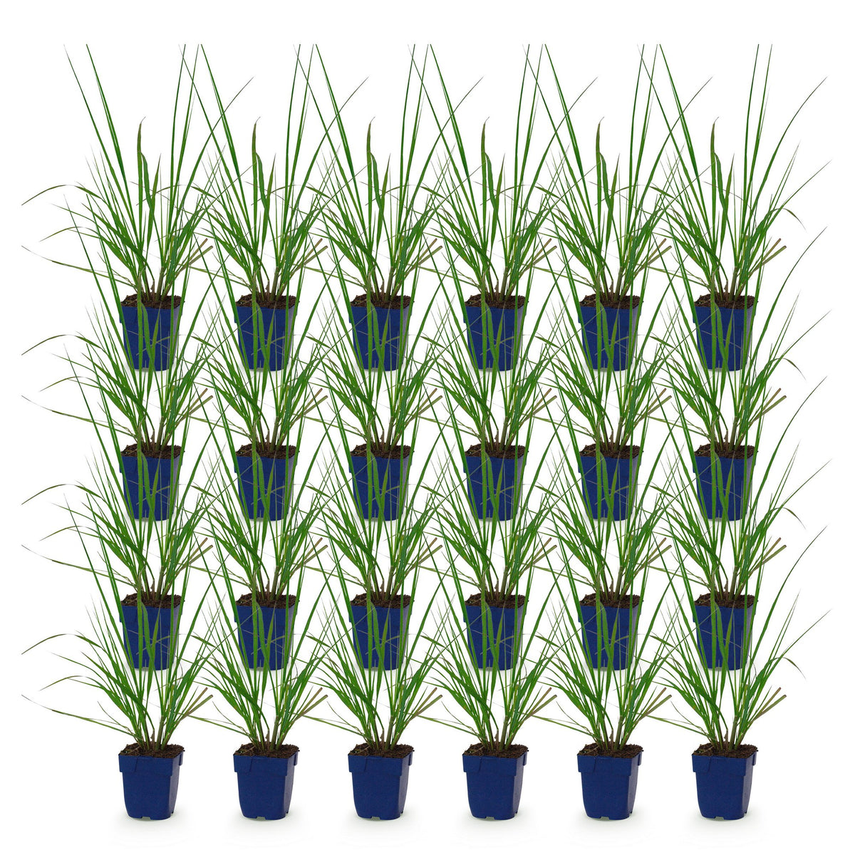 Green boutiQ - Grasses - Pennisetum alop. Black Beauty - Fountaingrass - With Plume - Green - 24 Plants - Pot 11cm - Height 15-25cm