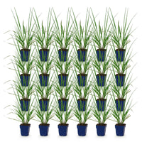 Green boutiQ - Grasses - Pennisetum alop. Black Beauty - Fountaingrass - With Plume - Green - 24 Plants - Pot 11cm - Height 15-25cm