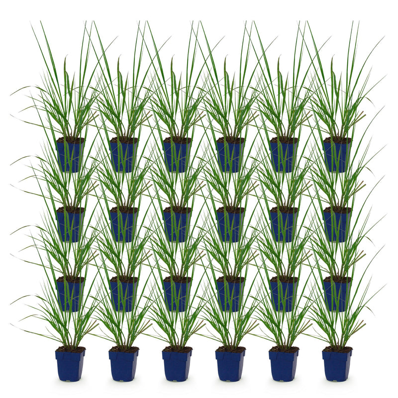 Green boutiQ - Grasses - Pennisetum alop. Black Beauty - Fountaingrass - With Plume - Green - 24 Plants - Pot 11cm - Height 15-25cm