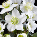 Green boutiQ - Plante de jardin - Rose de Noël - Hellébore Christmas Carol - Fleur Blanche - 6 Plantes - Persistant - Pot 10,5cm Hauteur 25cm