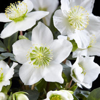 Green boutiQ - Tuinplant - Kerstroos - Helleborus Christmas Carol  - Witte Bloem - 6 Planten - Groenblijvend - Pot 10,5cm Hoogte 25cm