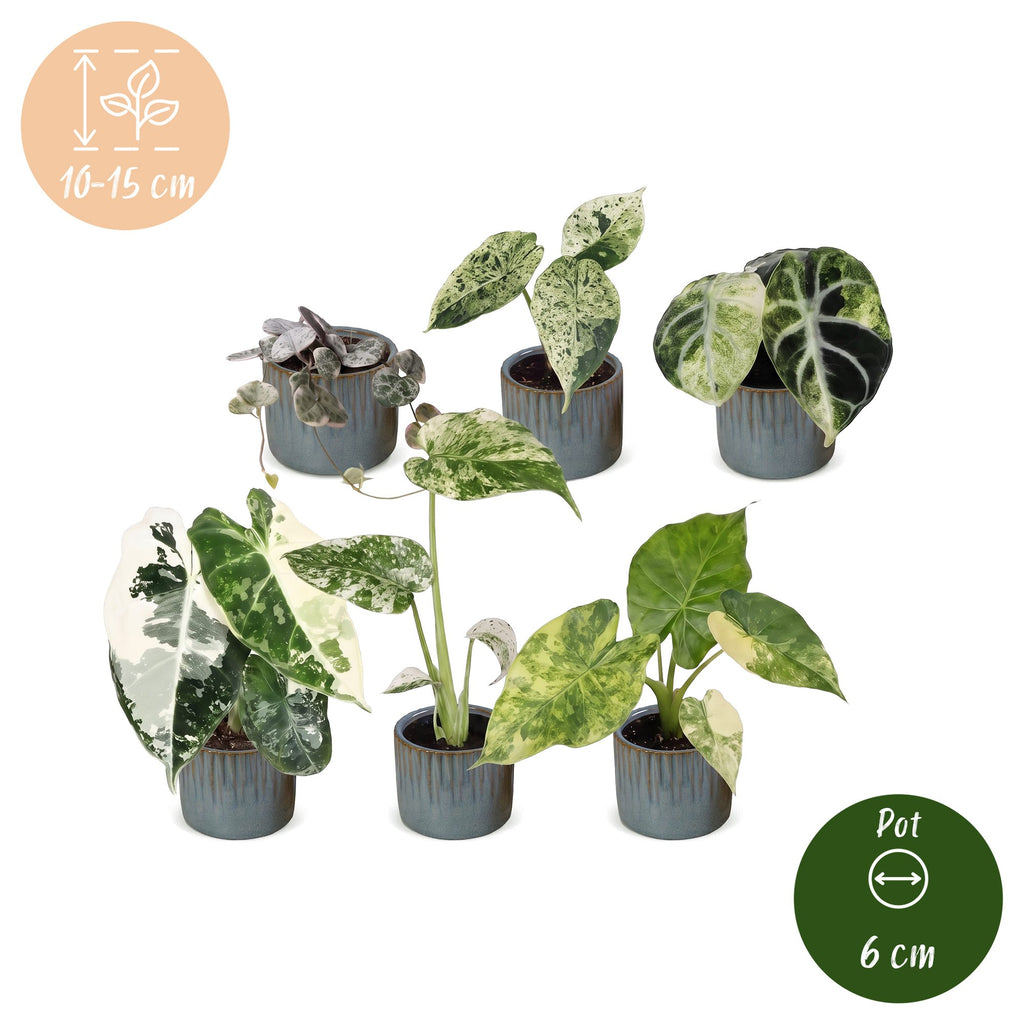 6x Baby Variegata Mix - Various colours - Tropical - incl. Linnea Misty Blue - Ø6cm - ↕10-15cm