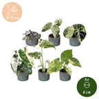6x Baby Variegata Mix - Various colours - Tropical - incl. Linnea Misty Blue - Ø6cm - ↕10-15cm