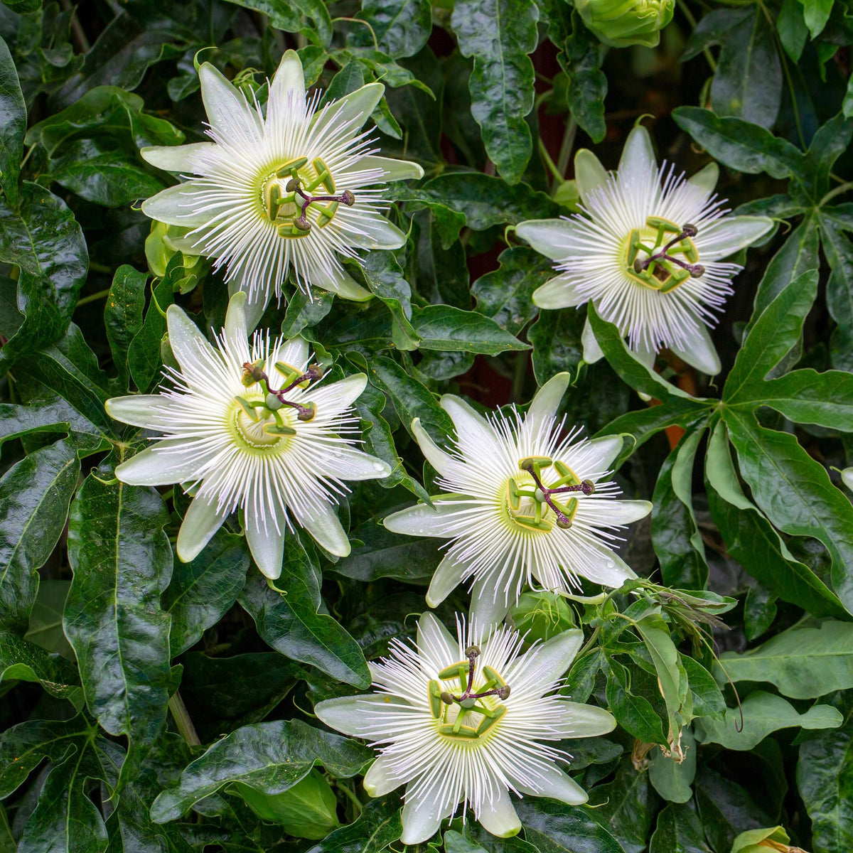 Green boutiQ - Passiebloem - Passiflora Avalanche  - Bloem  Wit  - Weinig onderhoud - 2 planten - Pot 11cm Hoogte 40cm