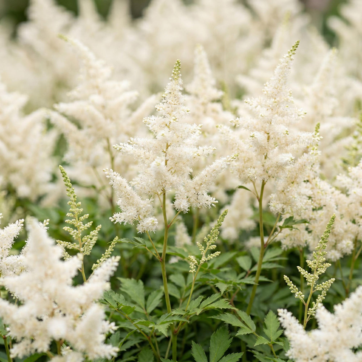 Green boutiQ - Stauden - Astilbe (J) Deutschland - Prachtspiere - Schatten - Weiß - 6 Pflanzen - Topf 11cm - Höhe 15-25cm
