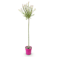 Salix Flamingo - Ø23cm - ↕140-160cm