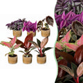 6x Baby Paradise Mix - Various colours - Tropical - incl. Linnea Honey - Ø6cm - ↕10-15cm