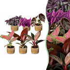 6x Baby Paradise Mix - Various colours - Tropical - incl. Linnea Honey - Ø6cm - ↕10-15cm