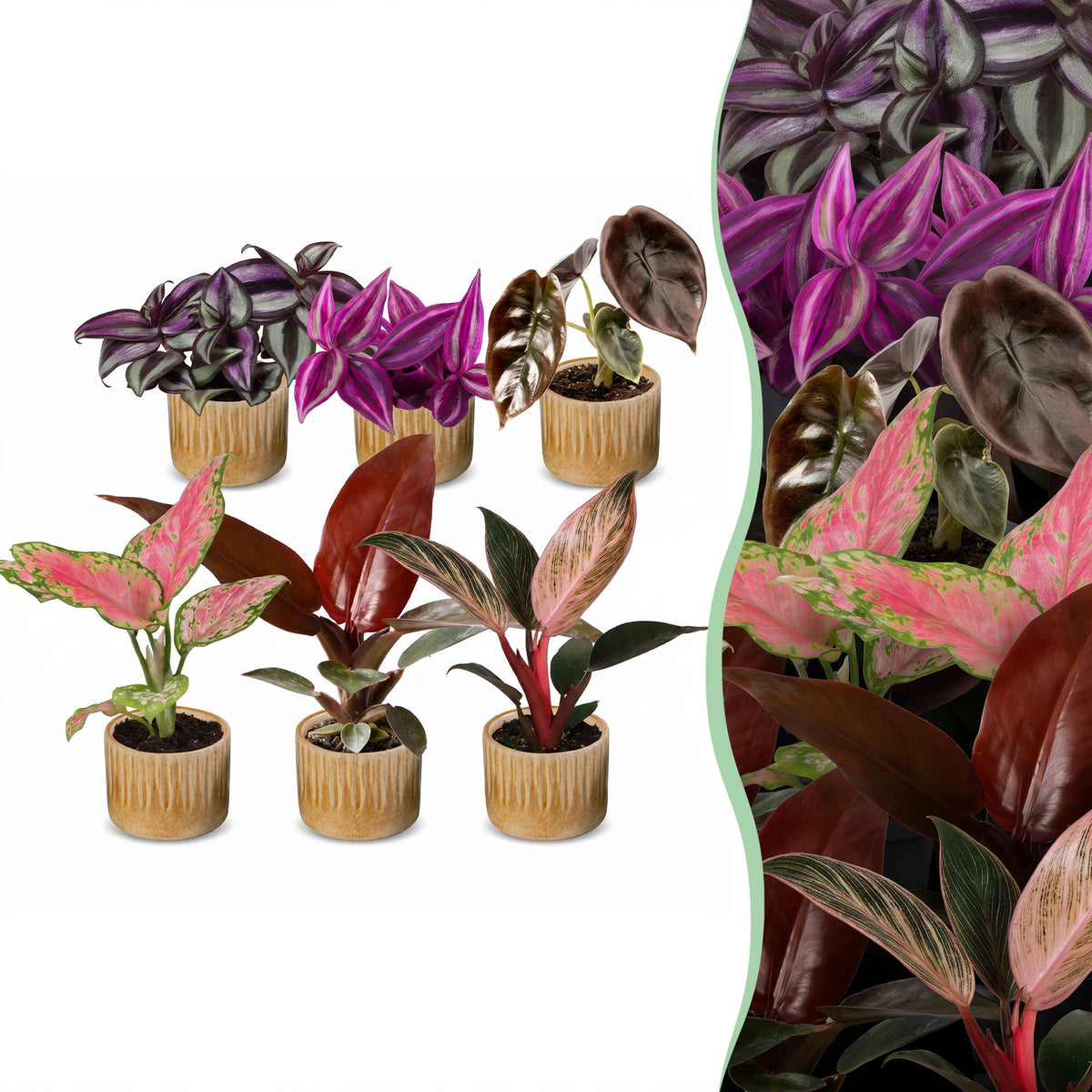 6x Baby Paradise Mix - Various colours - Tropical - incl. Linnea Honey - Ø6cm - ↕10-15cm