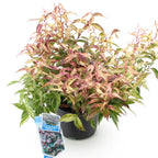 Green boutiQ - Plante de jardin - Leucothoe Makijaz - Marron - 1 Plante - Persistant - Peu d'entretien - Pot 17cm Hauteur 45cm
