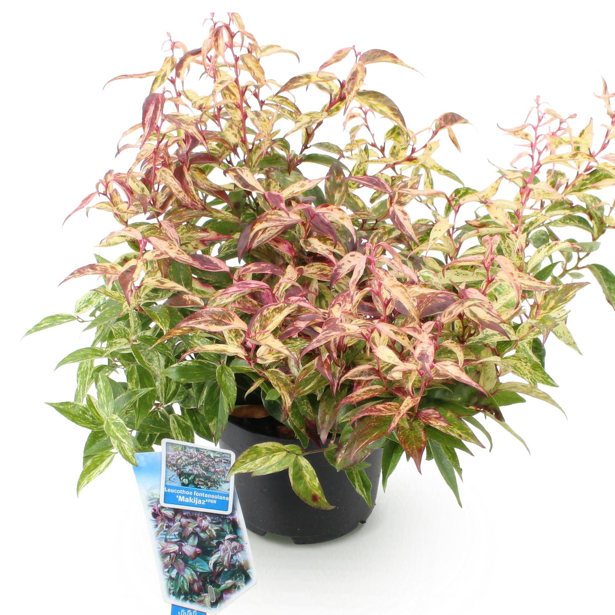 Green boutiQ - Plante de jardin - Leucothoe Makijaz - Marron - 1 Plante - Persistant - Peu d'entretien - Pot 17cm Hauteur 45cm