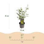 Green boutiQ - Plante de jardin - Acer palmatum Emerald Lace - Vert - 3 plantes - Caduc - Peu d'entretien - Pot 12 cm Hauteur 35 cm
