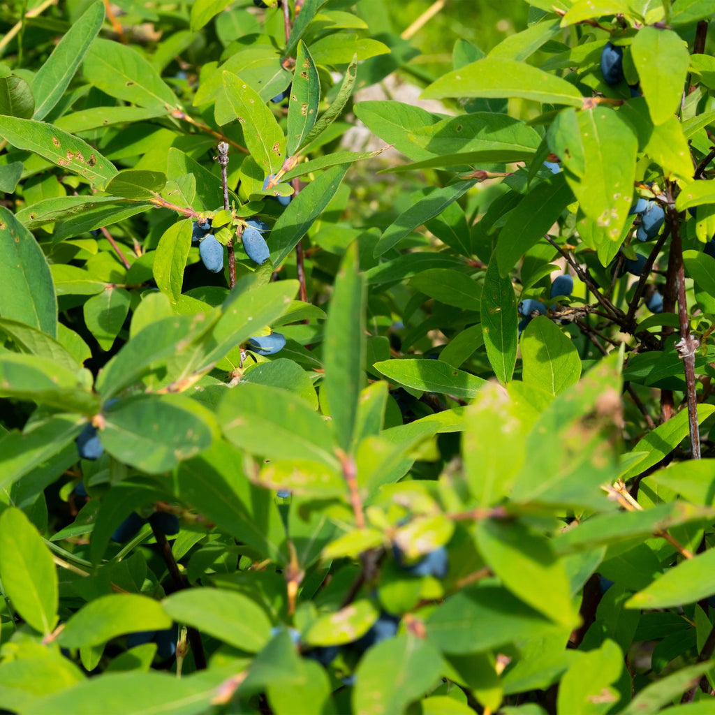 Green boutiQ - Plante fruitière - Lonicera caerulea Kamchatika - Baie de mai - Rustique - Fruit bleu - 2 plantes - Pot 15 cm - Hauteur 50 cm