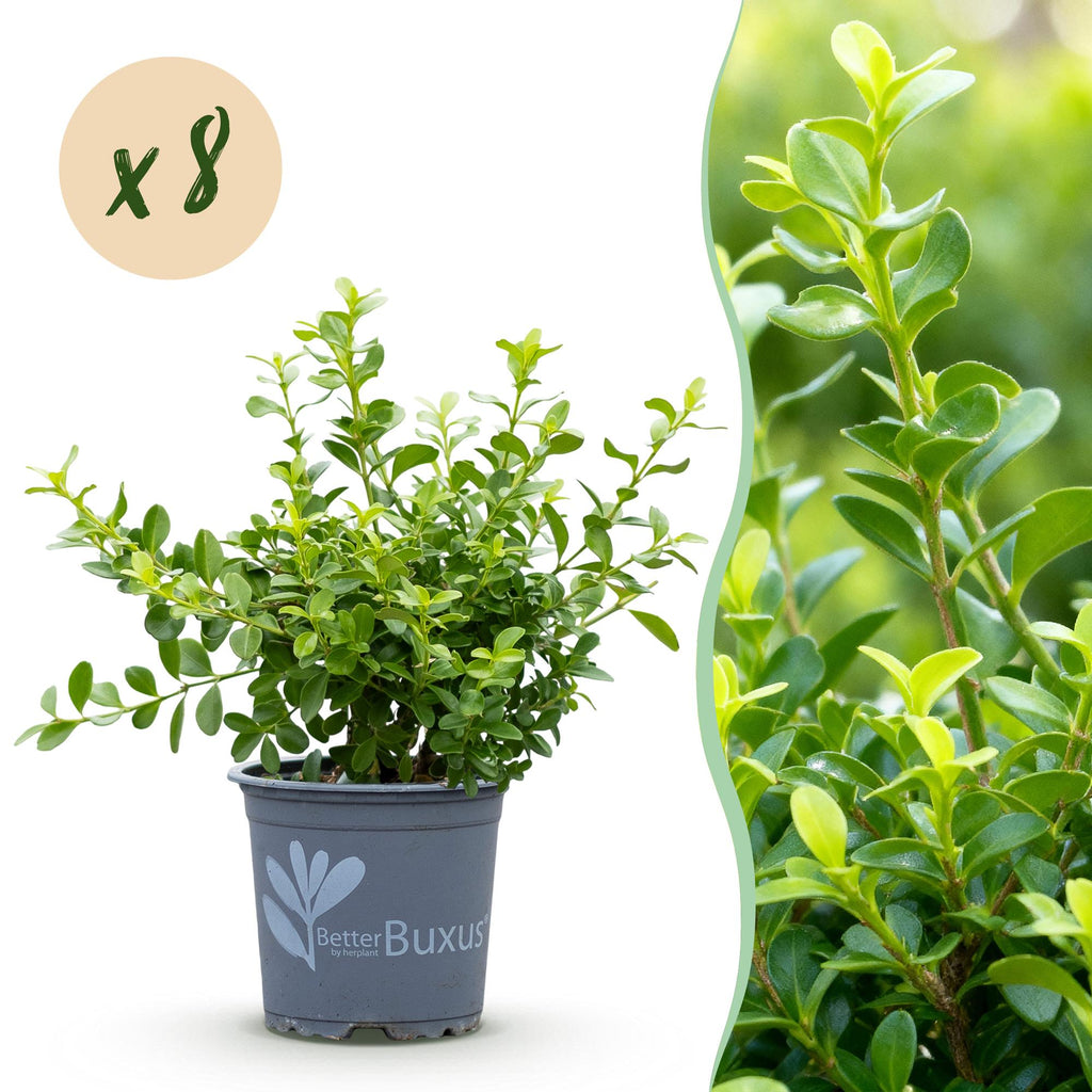 Green boutiQ - Haie de buis - BetterBuxus Babylon Beauty - Résistant à la maladie du buis - 8 plantes - 1 mètre linéaire - pot 9cm hauteur 20-25