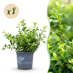 Green boutiQ - Haie de buis - BetterBuxus Babylon Beauty - Résistant à la maladie du buis - 8 plantes - 1 mètre linéaire - pot 9cm hauteur 20-25