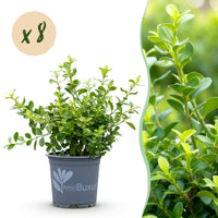 Green boutiQ - Buxus Haag - BetterBuxus Babylon Beauty - Resistant tegen de Buxus schimmel - 8 planten - 1 strekkende meter - pot 9cm hoogte 20-25