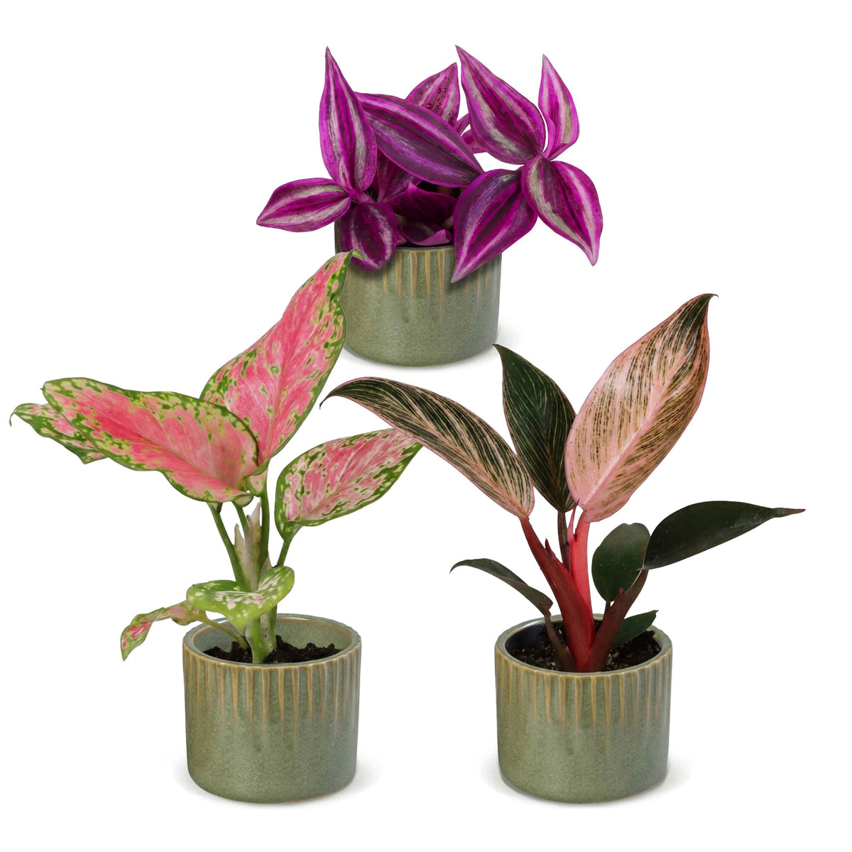 3x Baby Paradise Mix - Various colours - Tropical - incl. Linnea Olive - Ø6cm - ↕10-15cm