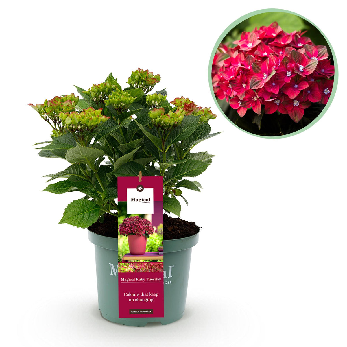 Green boutiQ - Plante de terrasse - Hortensia - Hydrangea Magical Teusday & Saphire - Rouge - 6-10 fleurs - Pot 23 cm Hauteur 55 cm